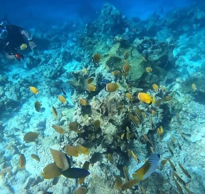 Dolphins & Snorkeling