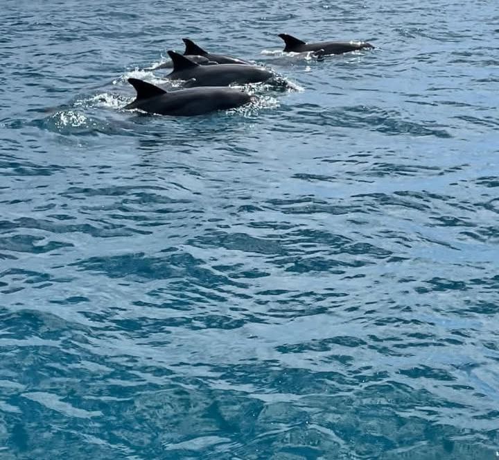 Mnemba Island & Dolphins