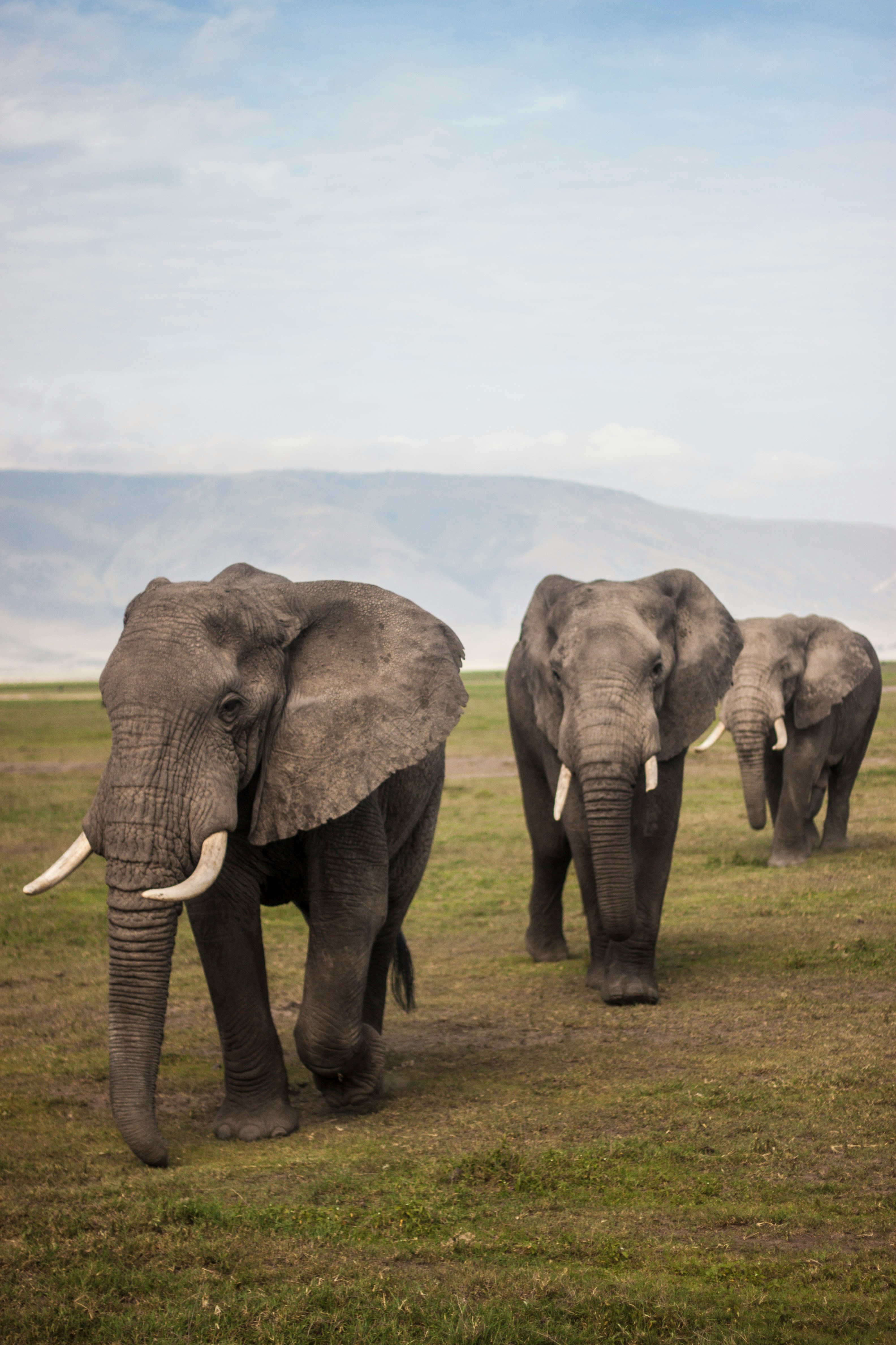 Ngorongoro National Park Safari