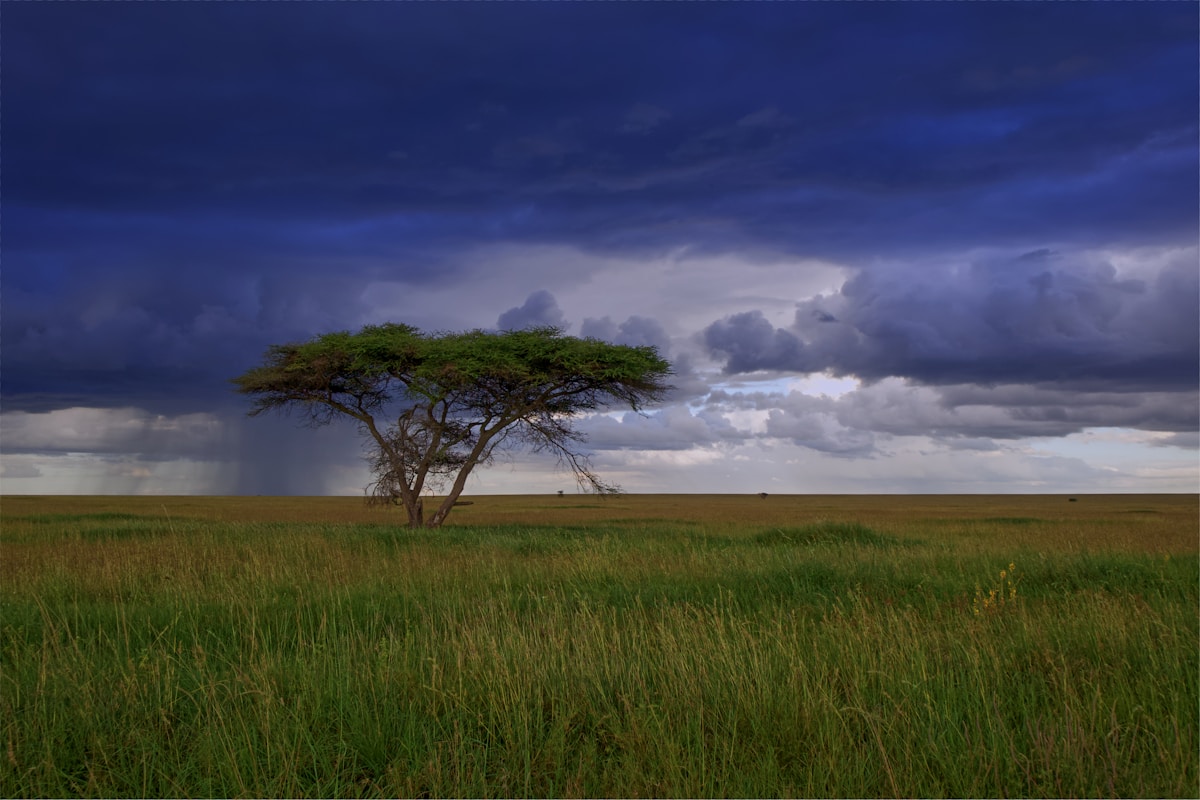 Tansania Safari 4 Tage – Tarangire, Serengeti & Ngorongoro