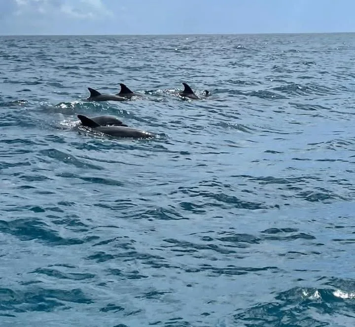Mnemba Island & Dolphins