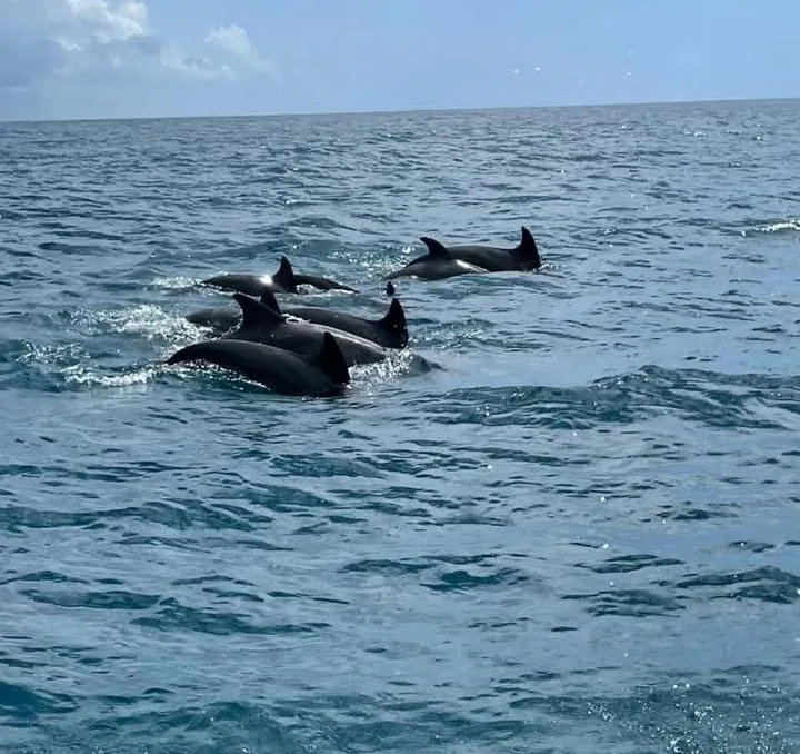 Mnemba Island & Dolphins