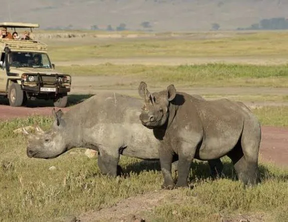 Mikumi National Park Safari