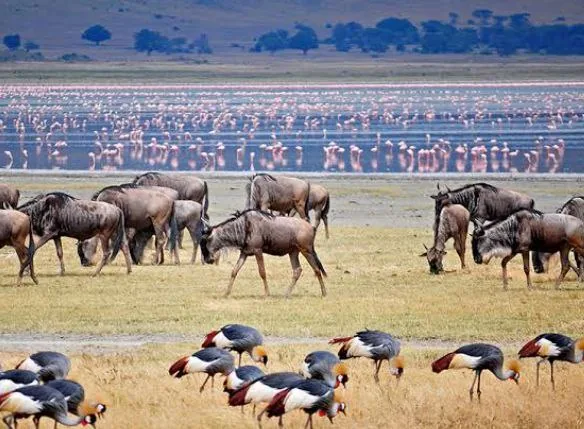 Mikumi National Park Safari