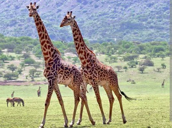 Mikumi National Park Safari