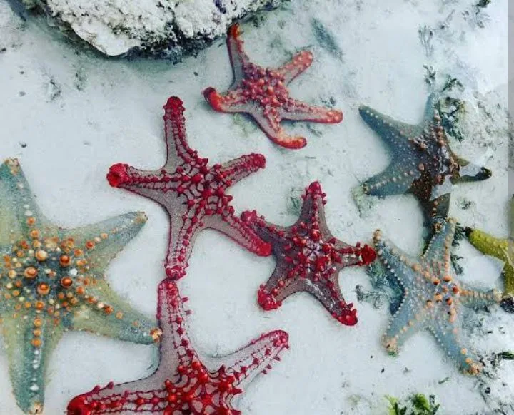 Starfish Tour at Kendwa Beach