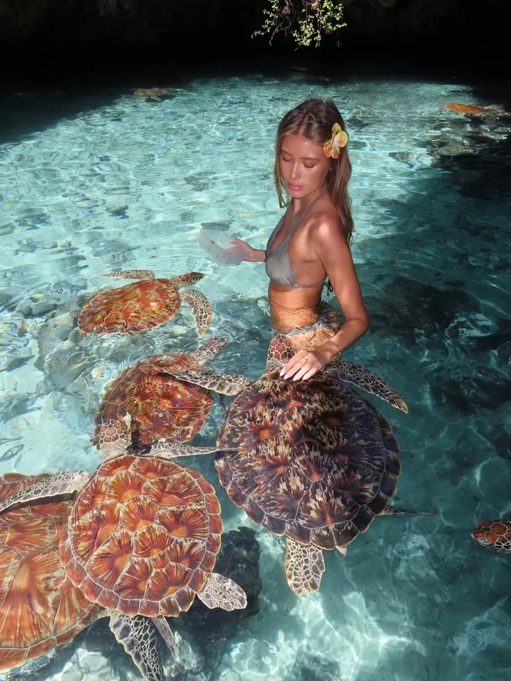 Aquarium & Turtles