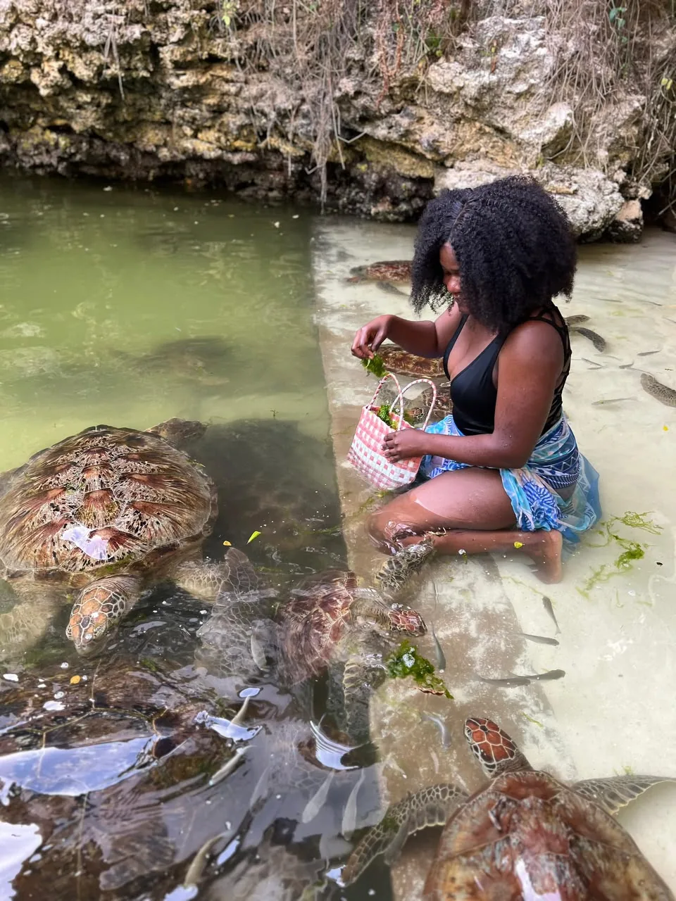 Aquarium & Turtles