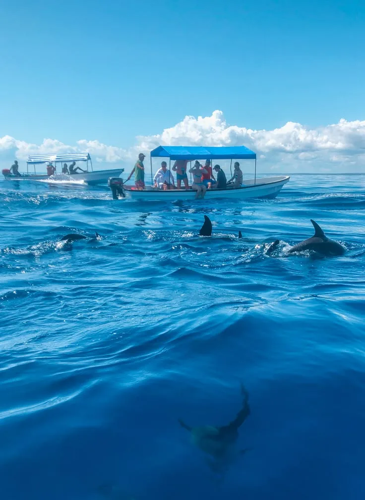 Dolphins & Snorkeling