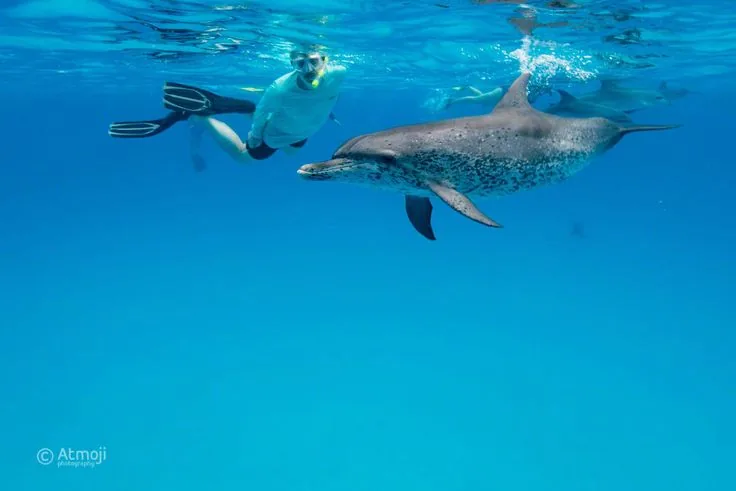 Dolphins & Snorkeling