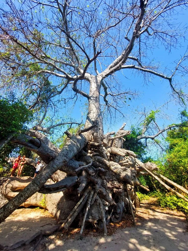 The Kwale Island 'Safari Blue' Ocean Tour