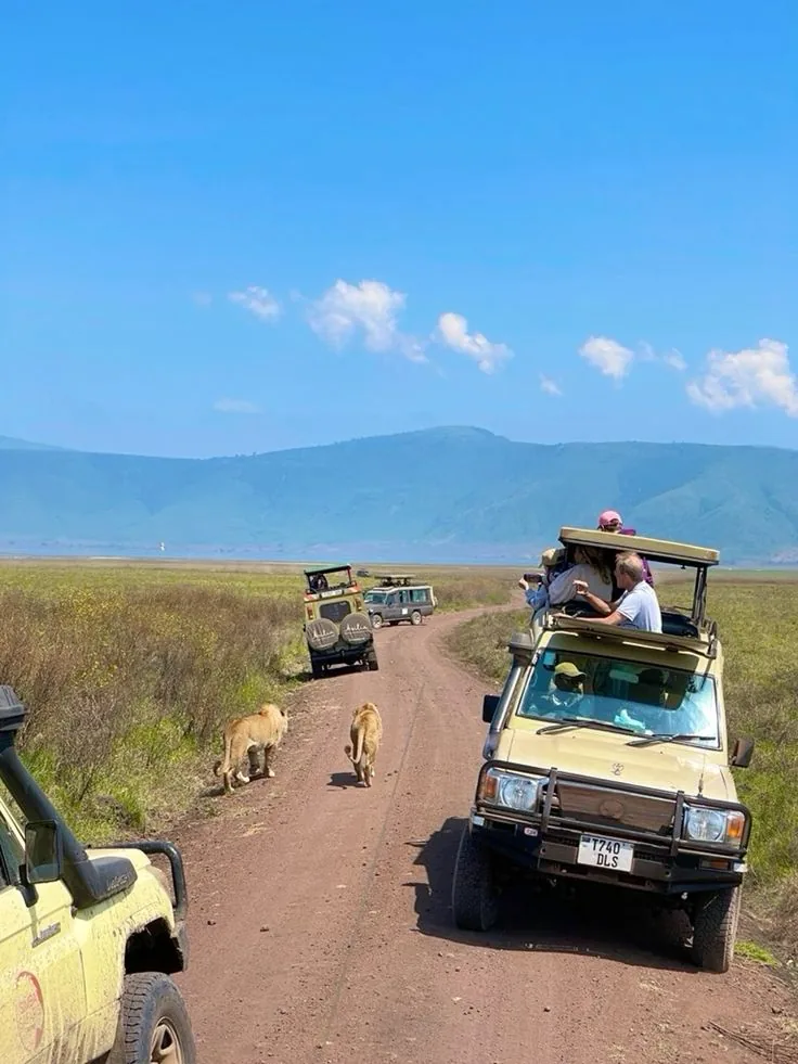 Ngorongoro National Park Safari