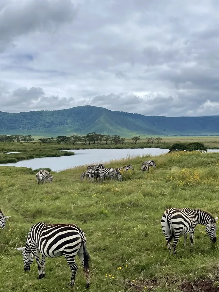 Ngorongoro National Park Safari