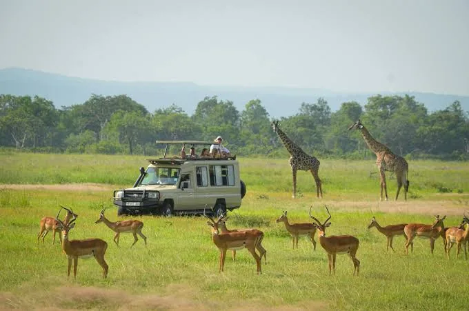 Mikumi National Park Safari