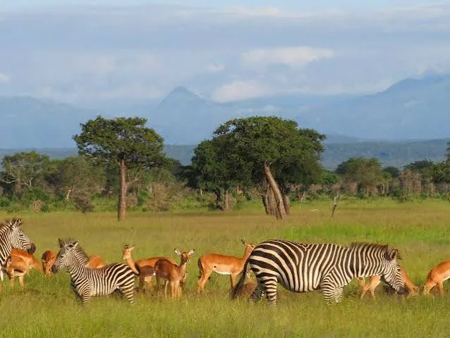 Mikumi National Park Safari