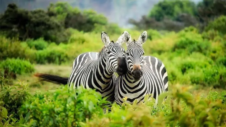 Mikumi National Park Safari