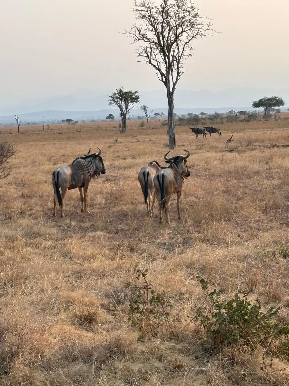 Mikumi National Park Safari