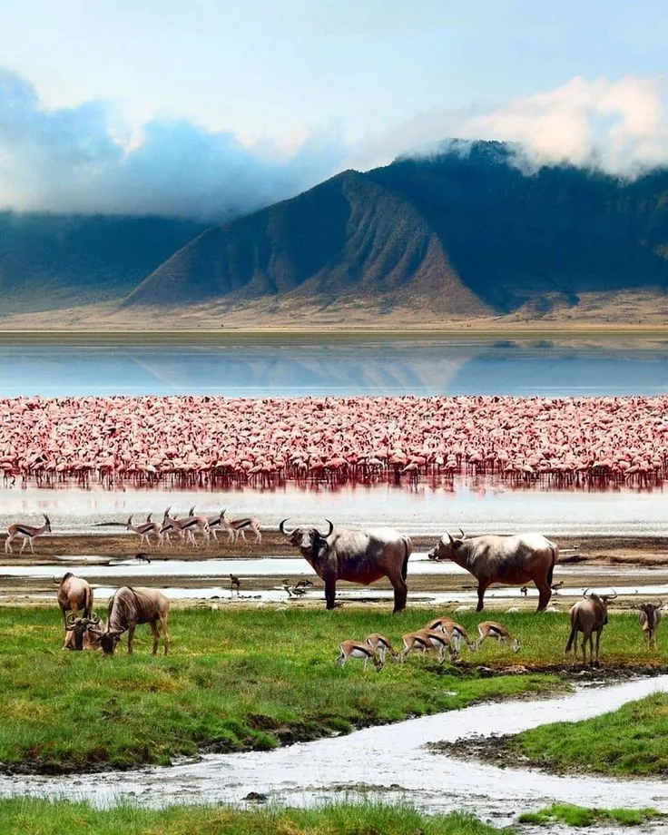 2-Day Tanzania Safari – Lake Manyara & Ngorongoro