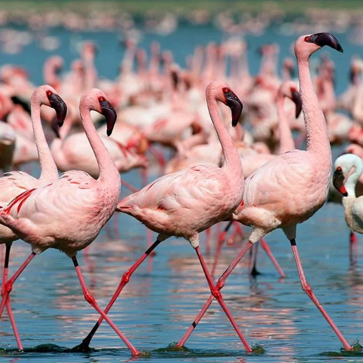 2-Day Tanzania Safari – Tarangire & Lake Manyara