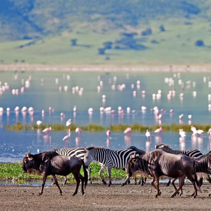 2-Day Tanzania Safari – Tarangire & Lake Manyara