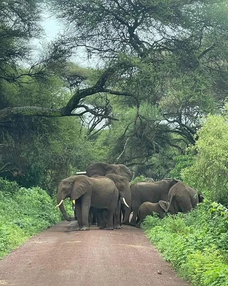 2-Day Tanzania Safari – Tarangire & Ngorongoro