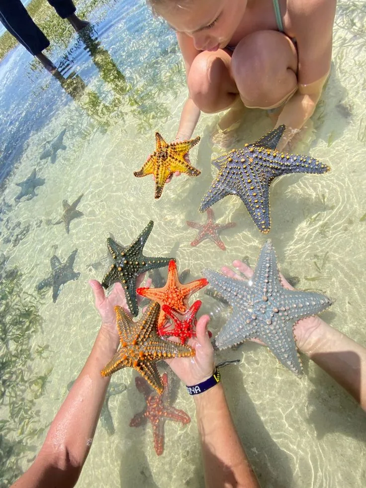 Starfish, Mnemba Island, Dolphins & Sunset Cruise